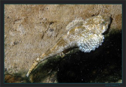Resting on the lake floor, an European bullhead, Cottus g... by Sven Tramaux 